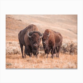 Warm Bison Pair Canvas Print