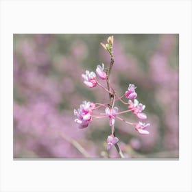 Redbud Flowers Closeup Canvas Print