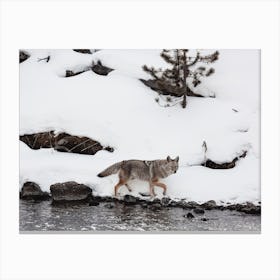 Snowy Creekside Coyote Canvas Print