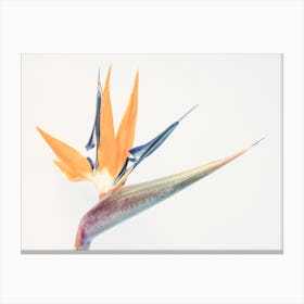 Bird Of Paradise Canvas Print