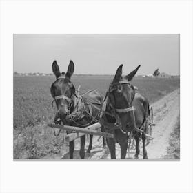Untitled Photo, Possibly Related To New Madrid County, Missouri,Sharecropper Cultivating Cotton, Southeast Missouri Canvas Print