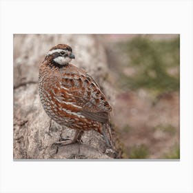 Harlequin Quail Canvas Print