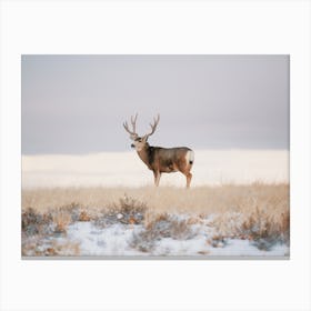 Rustic Winter Mule Deer Canvas Print