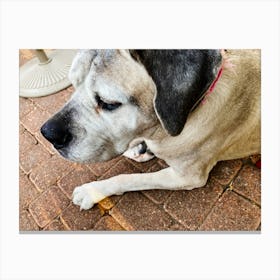 Leisure Mastiff Canvas Print