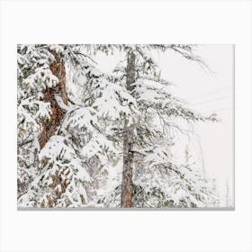 Snow Covered Tree Branches Canvas Print