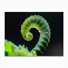 Fern Macro Canvas Print