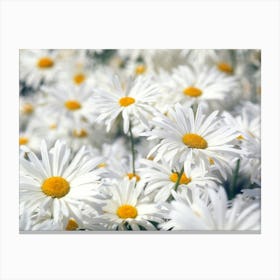 Daisies 1 Canvas Print