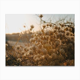 Sunset Flowers Canvas Print