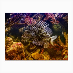 Lionfish 20190713 149ppub Canvas Print