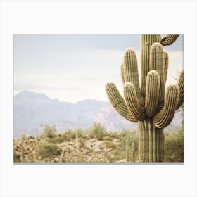 Cave Creek Cactus Canvas Print