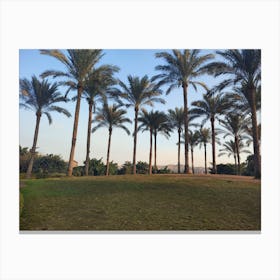 Palm Trees In The Park Canvas Print