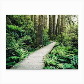 Redwood Forest Boardwalk Wanderlust Wonderland Canvas Print