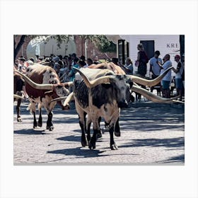 Longhorns In Parade - Downtown Fort Worth Texas Canvas Print