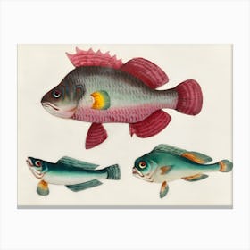 Three Fishes Canvas Print