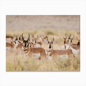 Western Antelope Herd Canvas Print