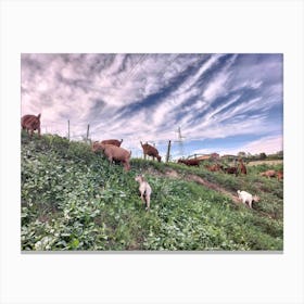Goats On A Hill Canvas Print