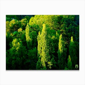 Trees In The Forest 20230815194032rt1pub Canvas Print