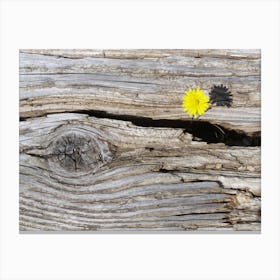 Unexpected Beauty of Life Canvas Print