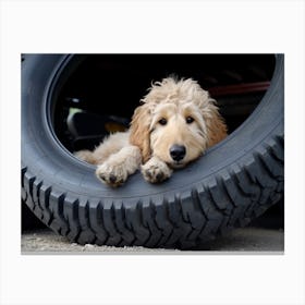 An 1069 Goldendoodle Laying Down In A Tire 14x11 Canvas Print