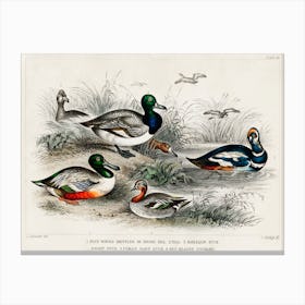 Blue Winged Shoveler Or Broad Bill, Teal, Harlequin Duck, Scaup Duck, Female Scaup Duck, And Red Headed Pochard, Oliver Goldsmith Canvas Print