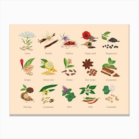 Spices & Herbs Canvas Print