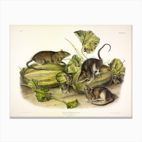  Norway, Rat, John James Audubon Canvas Print