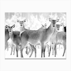 Deer In The Snow Canvas Print