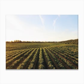 Corn Field Sprouts Canvas Print
