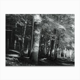 Woodland Canvas Print