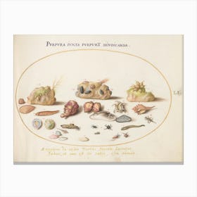 Animalia Aqvatilia Et Cochiliata, Joris Hoefnagel (3) Canvas Print