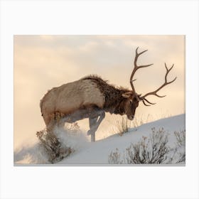 Bull Elk In The Snow Canvas Print