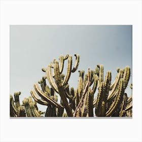 Cactus Against Sky Canvas Print