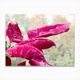 Poinsettia Flower In Rain 1 Canvas Print