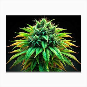 Close Up Of A Cannabis Bud With Green And Yellow Leaves On A Black Background Canvas Print