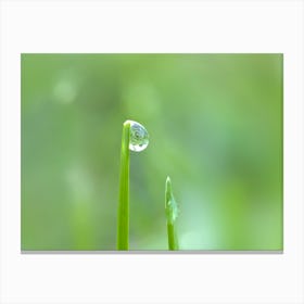 Water Droplet On Blade Of Grass Canvas Print