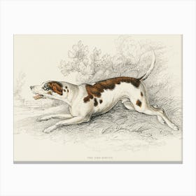 Foxhound Canvas Print