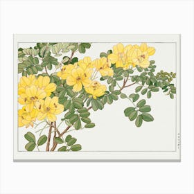 Yellow Hibiscus Canvas Print