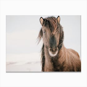 Shaggy Brown Horse Canvas Print