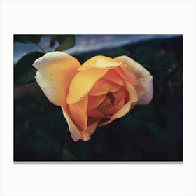 Yellow Rose Canvas Print