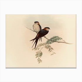 Two Swallows Perched On A Branch 3 Canvas Print