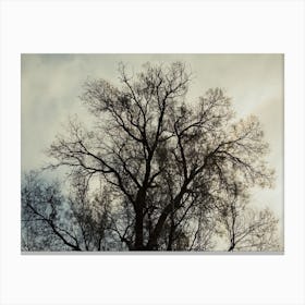Silhouette Of Bare Tree 2 Canvas Print
