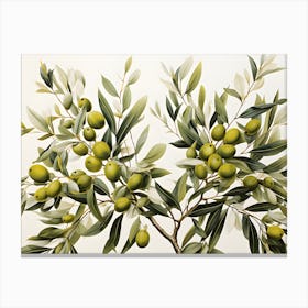 Olive Tree 1 Canvas Print