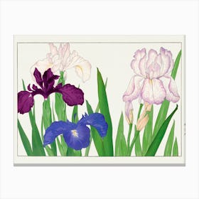 Iris Japanese Canvas Print