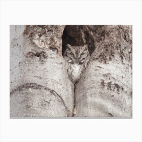 Eastern Screech Owl Canvas Print