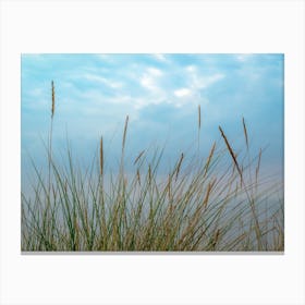 Marram Grass Canvas Print