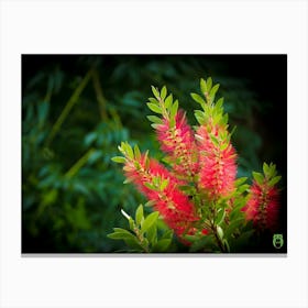 Red Flower 20180909 5pub Canvas Print