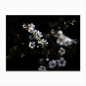 White Flowers In The Darkness Canvas Print