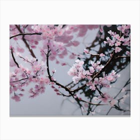 Cherry Blossoms 27 Canvas Print