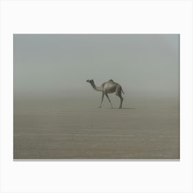 Lonely Camel In The Desert Canvas Print