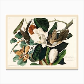 Black Billed Cuckoo, Birds Of America, John James Audubon Canvas Print